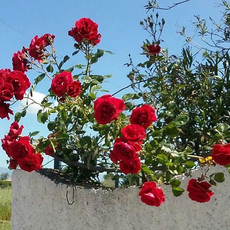 Country House L'Ippocastano Altavilla Silentina Εξωτερικό φωτογραφία