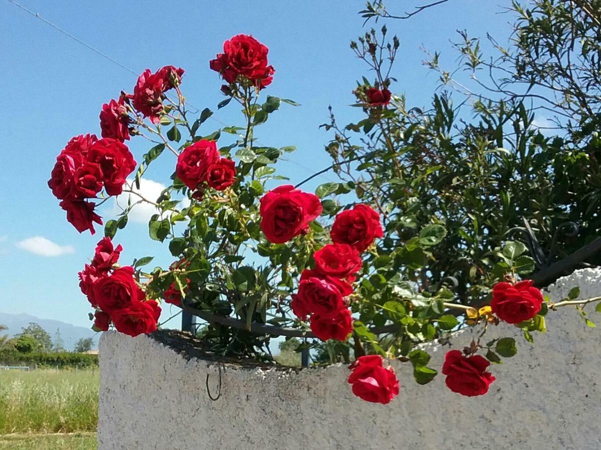 Country House L'Ippocastano Altavilla Silentina Εξωτερικό φωτογραφία
